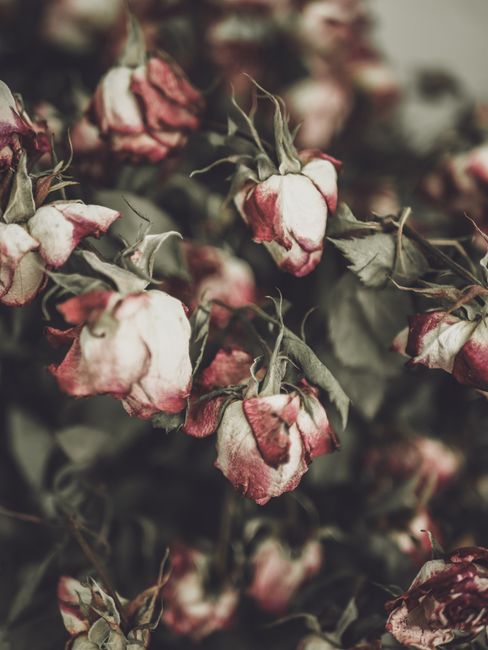 Close-up of dried, wilted roses with faded pink and white petals, surrounded by dark green, withered leaves and thorny stems. The flowers are densely packed and appear to be arranged in a natural bouq