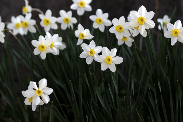 https://flowerdeliverymerton.co.uk/blog/top-florists-near-wimbledon-common-merton/