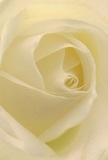 Nestled within the creamy white heart of this classic rose, you can almost sense the gentle brush of petal against skin-a moment of intimacy that brings the artistry of Merton's florists to life. The petals unfold in a quiet spiral, inviting thoughts of dawn light filtering through mature trees along Merton's suburban greens. Textures here are delicate, whisper-light, the subtle shadows offering depth and peaceful contrast. There's a calm radiance to the image, reminiscent of a peaceful morning in Merton Abbey Mills or the reflective hush before an important occasion. This single rose stands as a pure emblem of reverence or admiration, making it a kind choice for expressing sympathy, marking new beginnings, or sharing comfort in times of need. Imagine, too, the faint, sweet hint of rose drifting in the air-never overpowering, just reassuring. Such is the talent behind each lovingly crafted arrangement intended to brighten homes and hearts across Merton.